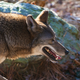 Illustration for article titled America's Forgotten Wolf Still Lives In North Carolina